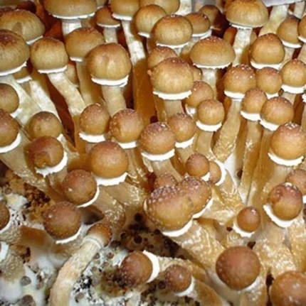 Burma Mushroom Spores