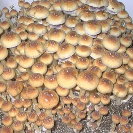 Creeper Mushroom Spores
