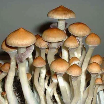 Ecuador Mushroom Spores