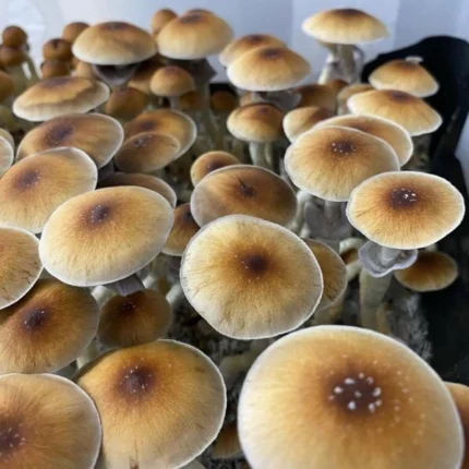 Blue Meanie Mushroom Spores